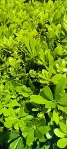 Calyptus Kirman Premium - Ultra All Inclusive - 47