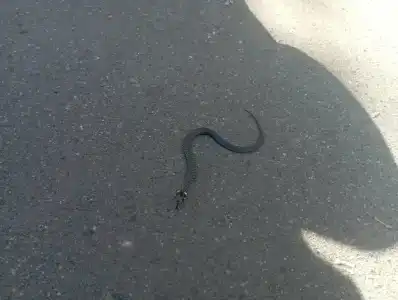 Каменюки - 97