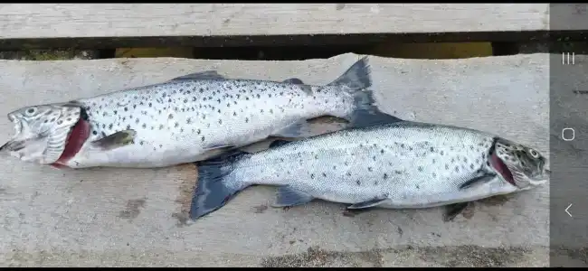 Рыболофф.ру - 0