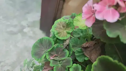 Энергетик - 52