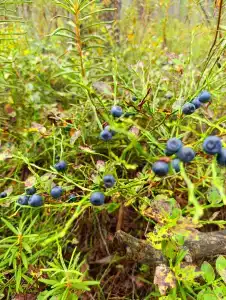 Русский лес - 57