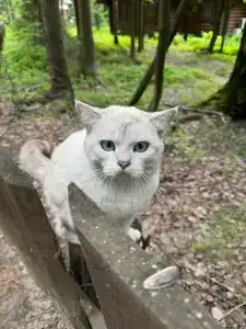 Неясыть - 13