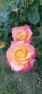 Замок La Ferme de Reve - 43