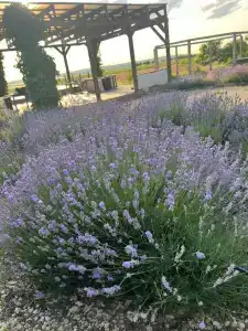 Фридом Веселовка - 9