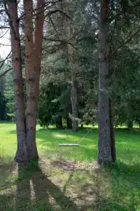 Сосновые шишки - 44