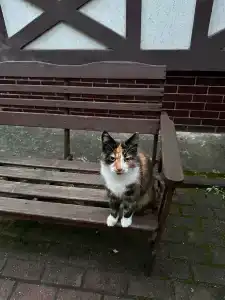 Скворечник - 65