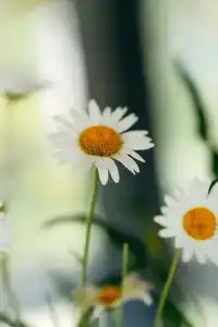 Карельская сказка - 64