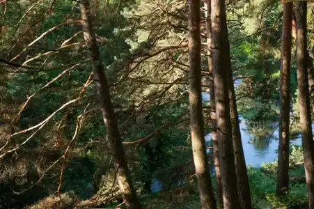 Wish Home Лесной Берег в Мясоедово - 5