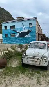 Cedar Grass Териберка - 60