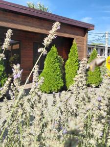 Горгиппия - 82