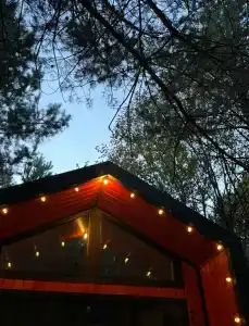 Сосны. Пространствие - 34