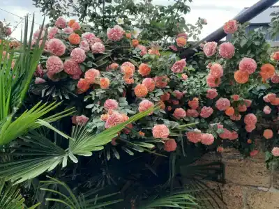 Мини-гостиница Гавайи - 69