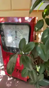 фламинго - 20
