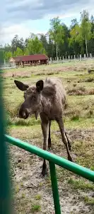 Каменюки - 69