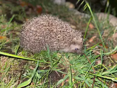 Pasha's Princess - Adult Only - 30