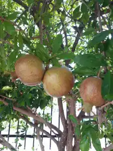 Pasha's Princess - Adult Only - 63