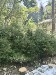 Forest Aura - 24