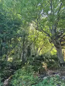 Forest Aura - 9