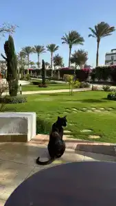 Sunrise Remal Resort - 27