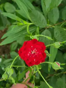 Кулаково - 65