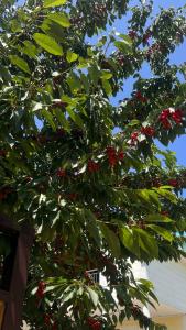 Санта-Мария - 48