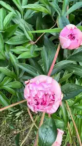 Grand Adventure - 16