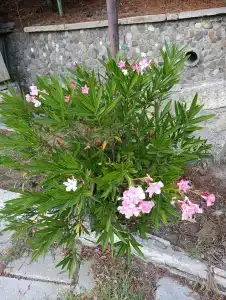 Пансионат Алмаз - 31