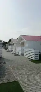 Калина красная - 17