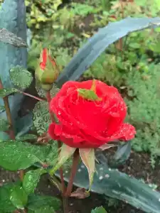 Фламинго - 17