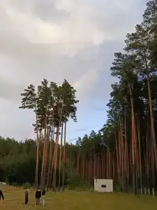 Чуварлейский бор - 32