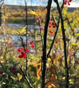 Олёнка лодж - 98