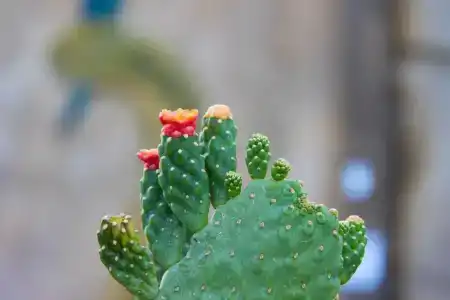 Bellagio Beach Resort & Spa - 84