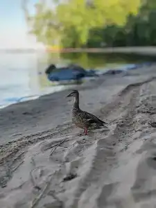 Мы-сЪ Онего - 33