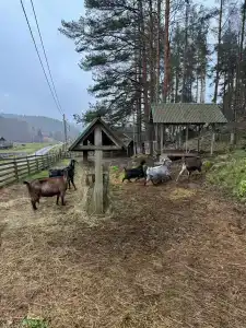 Карельские Лага - 95