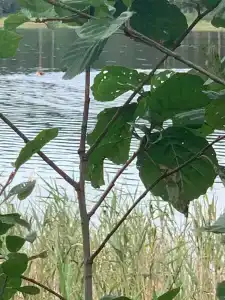 Круиз Вилладж - 57