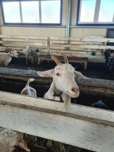 Александровский спас - 96