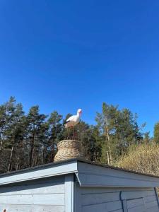 Снетковское Озеро - 5