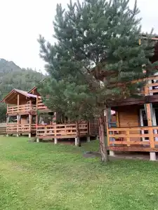 Крассула - 0