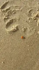 Коттедж, море, дельфины - 12