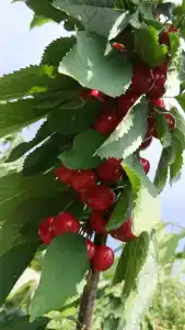 Симеиз-тур - 60