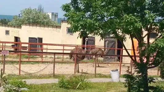 Страусиная ферма Экзотик - 80