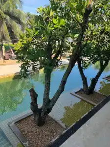 Pandanus Beach Resort & Spa - 51