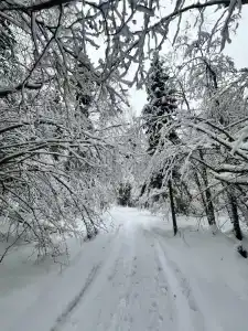 Хвойный Лес - 71