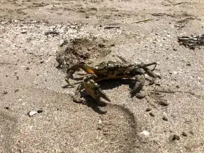 Оленевка Village - 97