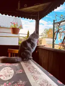 Витальница - 81