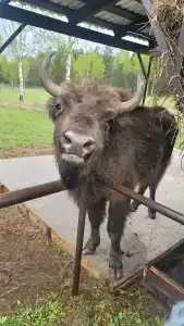 Зеленая Тропа Деревня - 3