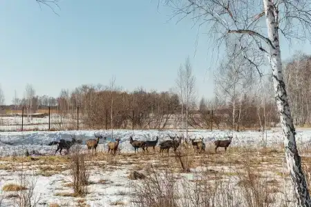 Охотничья заимка - 10