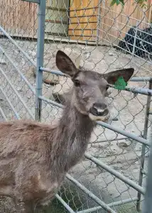 Главрыба - 94