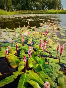 Лаки Лейк - 43