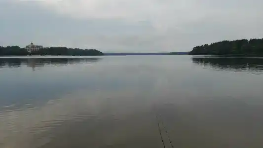 Смородина - 42